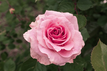Fully open, gently pink with many shades of lovely rose flower plant