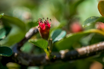 Macro Photo of Cotoneaster radicans Eichholz, Wintergreen Plant.