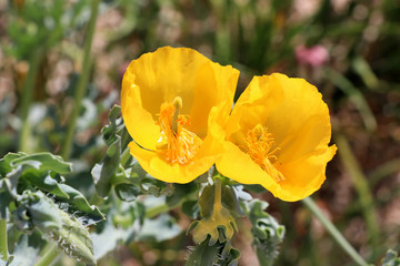 Obraz premium yellow poppy - Heilbronn Germany