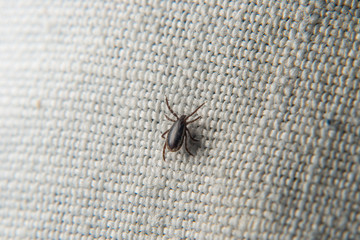 Forest mite on the skin. wood tick