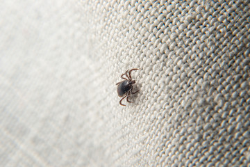 Forest mite on the skin. wood tick