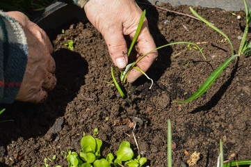 Woman digs seedlings in the ground. Planting flowers on a summer day in the garden