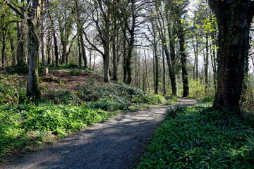 Fototapeta premium Woodland Footpath on a Spring Morning