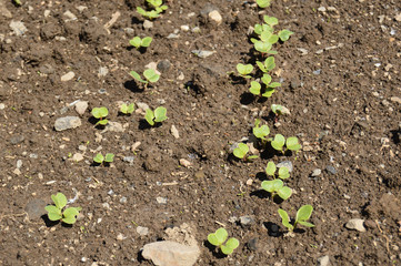 Small radish plants growing in the organic soil in summer sunny day. Farming