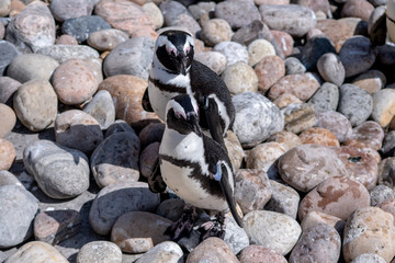 Fototapeta premium Penguins Standing on Pebbles