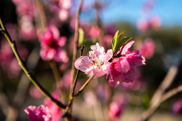 peach tree flower pink beauty