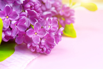Fototapeta na wymiar beautiful dark purple fresh lilac on the pink background, purple background, place for text, top view