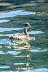 Eared Grebe (Podiceps nigricollis) swimming