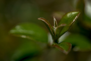 Macro Photo of  Cotoneaster, family Rosaceae -  Ursynow.