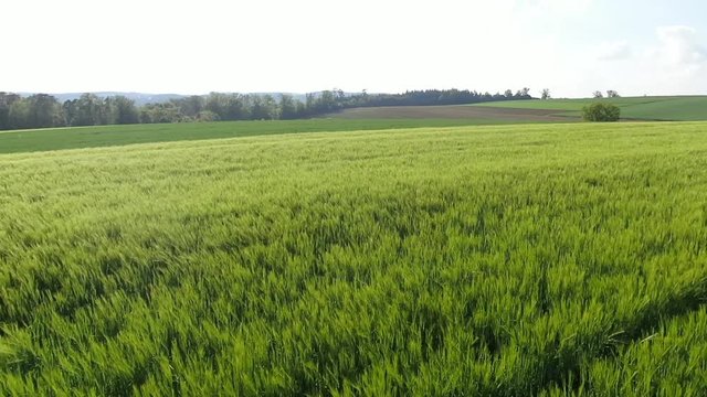 Wehendes Feld