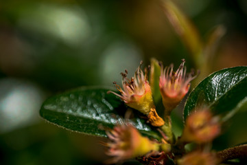 Macro Photo of  Cotoneaster, family Rosaceae -  Ursynow.