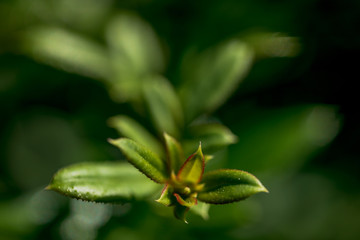 Macro Photo of  Jasminum Nudiflorum, family Oleaceae.