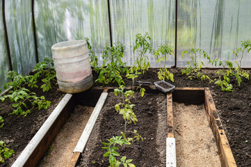 Young tomato plants in a small greenhouse in summer. Farming. organic products