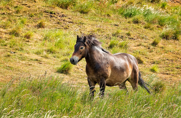 Adult domestic horse is walking in beautiful green field near hill North Berwick Law. North Berwick. East Lothian. Scotland, United Kingdom. Aerial photography. Soft focus