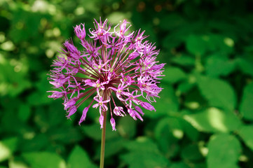 Obraz premium Purple inflorescence of decorative garlic in the garden.