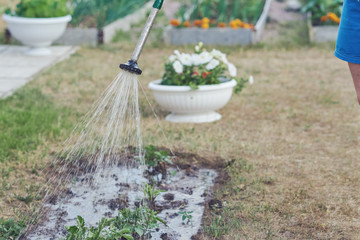 Woman is watering plants, using the garden hose in her personal plot. © Artem