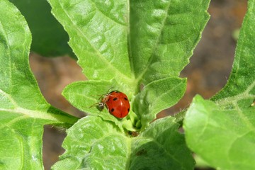 Ladybug on green leaves background in the garden in spring