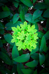 Young maple in lily of the valley flowers.