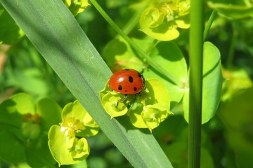 Ladybug on spurge flowers in the garden in spring, closeup