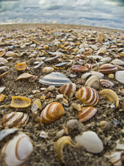 Muscheln am Nordseestrand, Deutschland