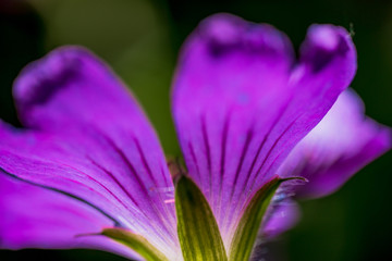 Macro Photo of  Geranium,  family Geraniaceae - Sirak. Natural Background Macro View, Natural Forms of Purple Flower.