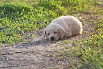 A little labrador puppy is sleeping in a sunny meadow - 271676387