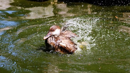 Ente im spritzendem  Wasser 