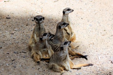 Gruppe von Erdm&auml;nnchen