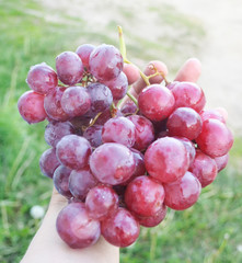 bunch of grapes