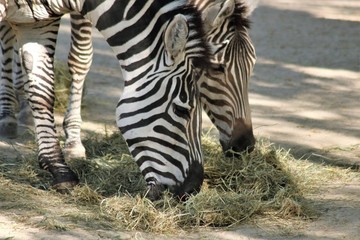 Fototapeta na wymiar 2 Zebras beim fressen
