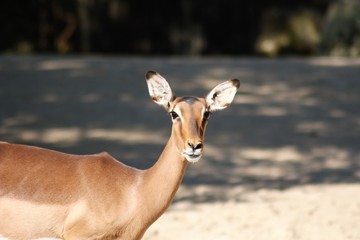 Portrait eines Impalas