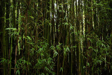 Bamboo Jungle Closeup in Colombia