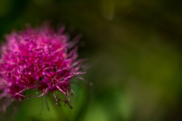 Macro Photo of Spiraea Densiflora, family Rosaceae. Natural Background in Macro View.