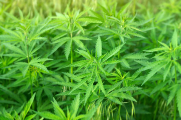 wild hemp / marijuana growing on the field view from the top