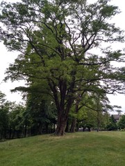 Obraz premium Spring tree in the park