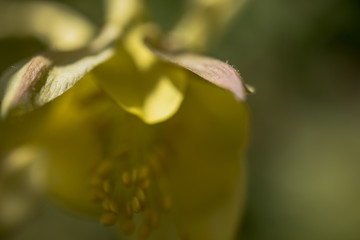 Macro Photo of Aquilegia Chrysantha, family  Ranunculaceae. Natural Background, Plants in Macro View.