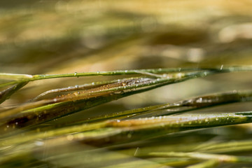 Macro Photo of Stipa Lessingiana, family Poaceae. Natural Grass Background in Macro view.
