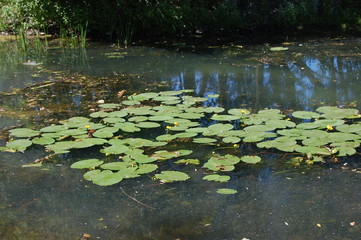 pond with water lilies