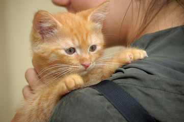 cute affectionate ginger kitten in her arms