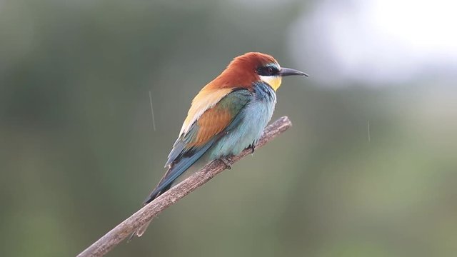 bee-eater sits on a branch in the spring rain