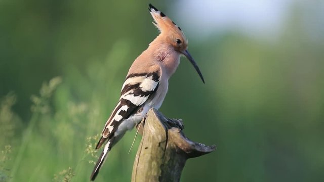 bird with a forelock on his head singing while sitting on a dry tree stump