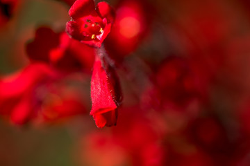 Macro Photo of Red Flowers on the Blue Sky. Natural Forms.