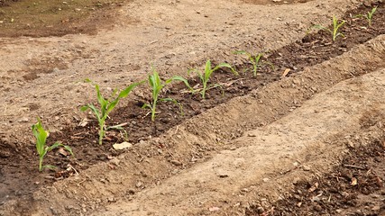 Food being grown on an organic vegetable farm in South Africa. Eco-conscious farming concept image.  