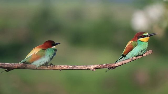 couple of colorful birds resting on the branch after the flight