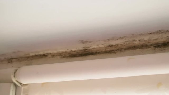 Mold black Aspergillus on the window opening close-up. Mold grows on wood frame, silicone and even roller blinds. Real time, natural light, camera movement from right to left, pan