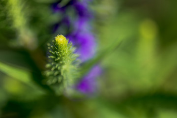 Macro Photo of Purple Flowers. Nature in Close Up View.