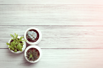 Succulents of aloe havortia cacti in white pots on a table on a wooden background. Home plants.
