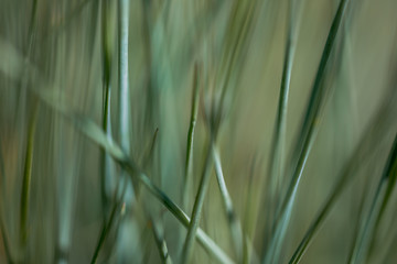 Fototapeta premium Macro Photo of Festuca Glauca Blauglut. Green Grass Close Up View.