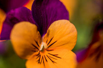 Macro Photo of Viola Cornuta - Twix Orange, Violet Horned. Colored Flowers Close Up View. 