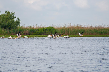 Pelicans in Danube Delta